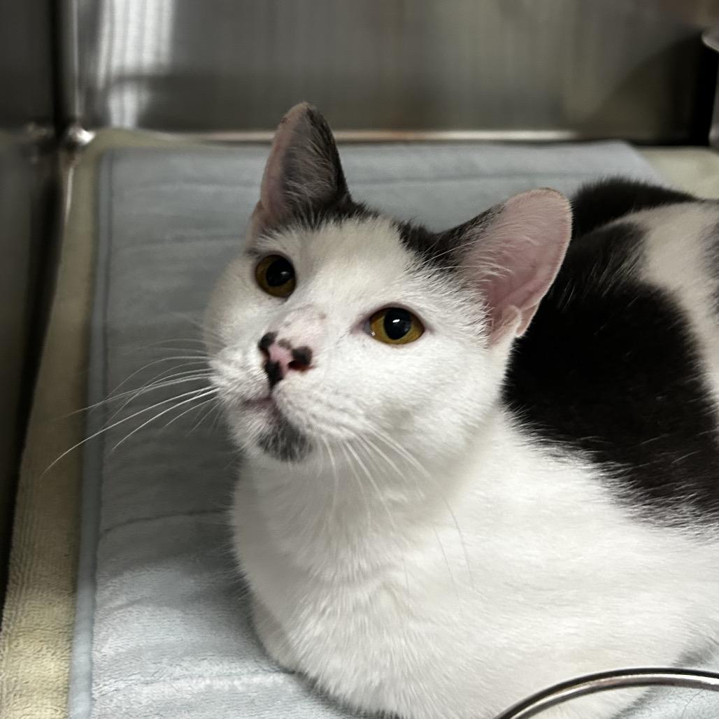 Enlarge Charmaine, a Adoptable Domestic Short Hair in Pensacola, FL image 3/3