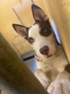 Enlarge Jeremy, a Adoptable mixed breed in Dothan, AL image 1/2