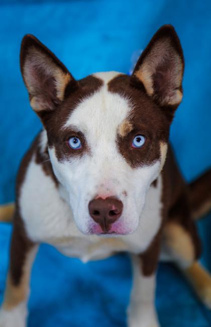 Enlarge Jeremy, a Adoptable mixed breed in Dothan, AL image 1/2