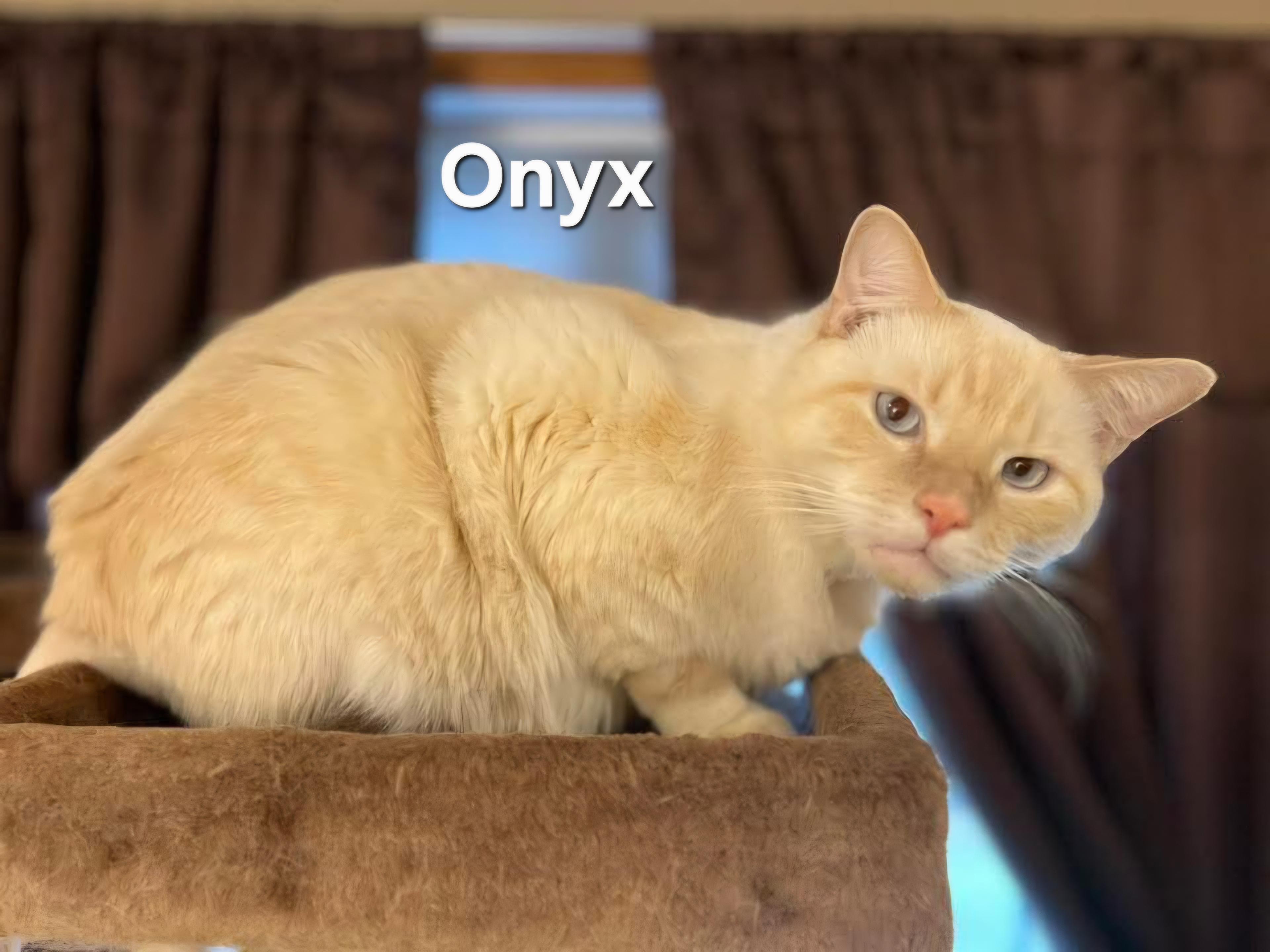 Onyx, Adoptable, Adult Male Siamese.