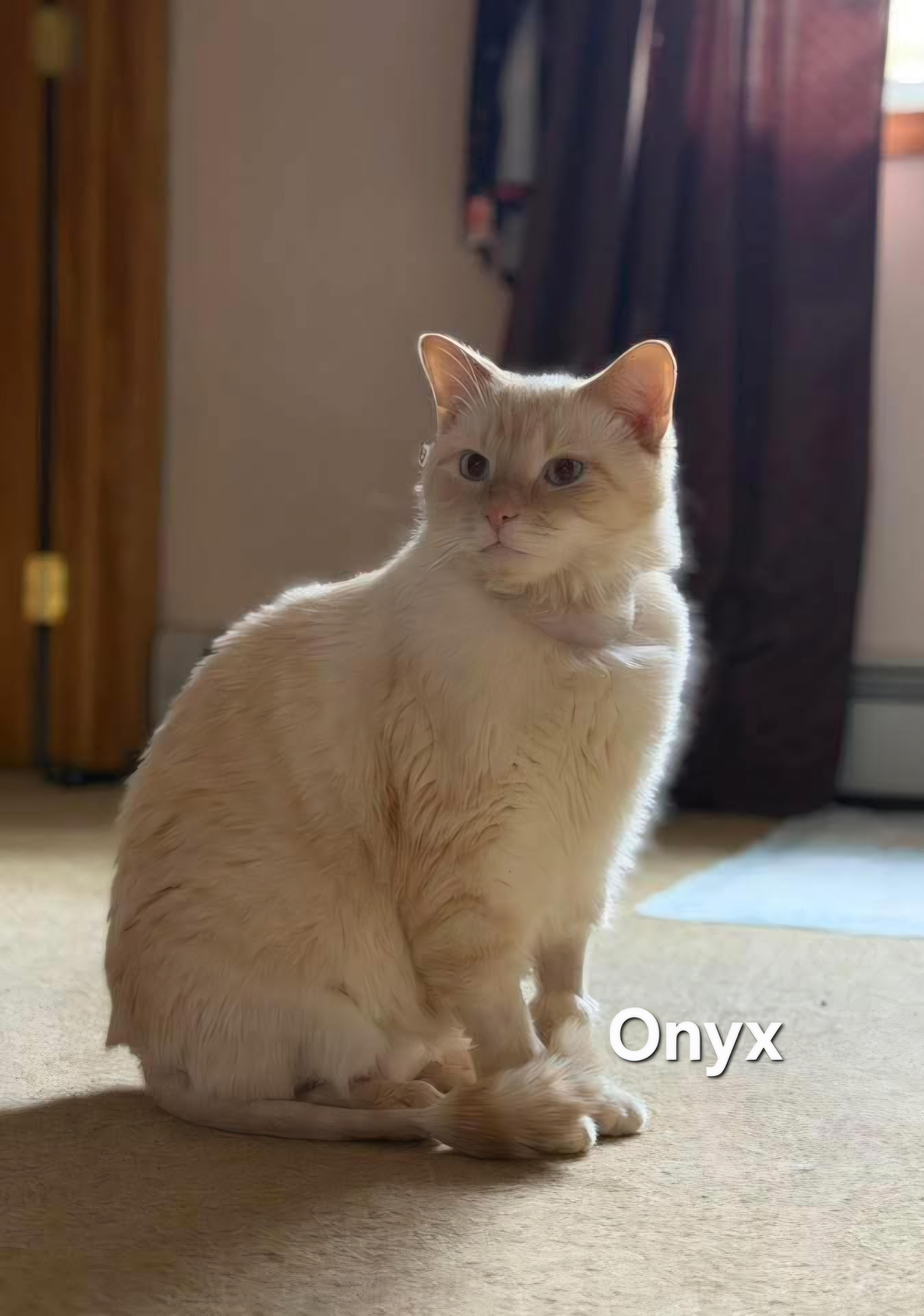 Onyx, a Adoptable Siamese in Chicopee, MA image 1/2