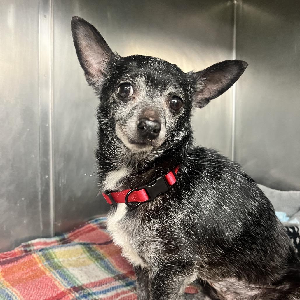Angel, Adoptable, Senior Female Chihuahua.