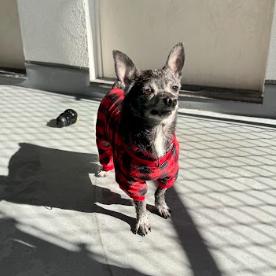 Angel, a Adoptable Chihuahua in Philadelphia, PA image 2/6