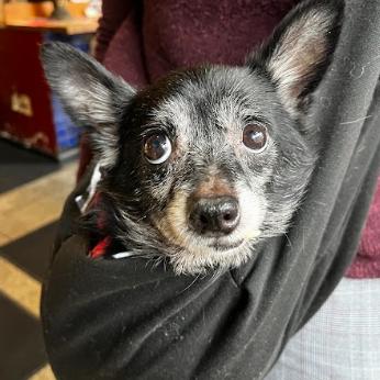 Angel, a Adoptable Chihuahua in Philadelphia, PA image 4/6