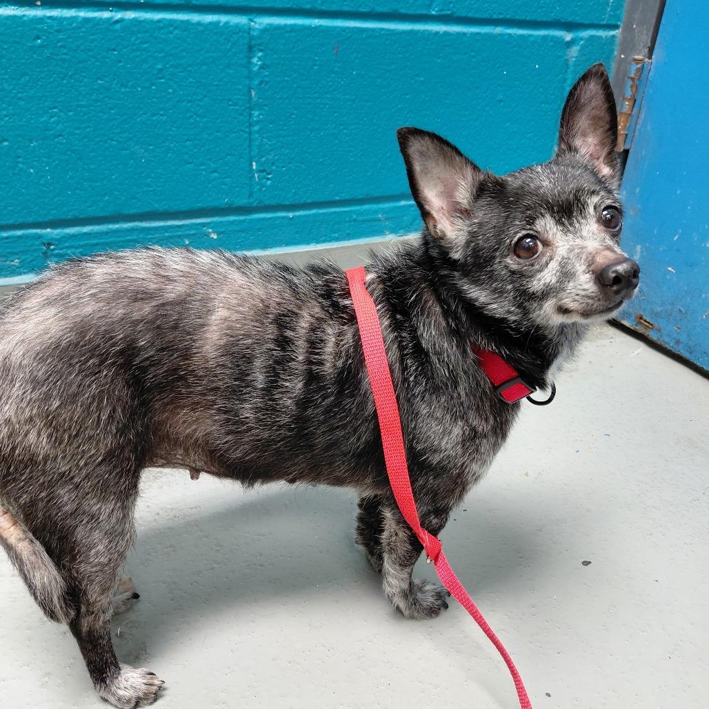 Angel, a Adoptable Chihuahua in Philadelphia, PA image 6/6