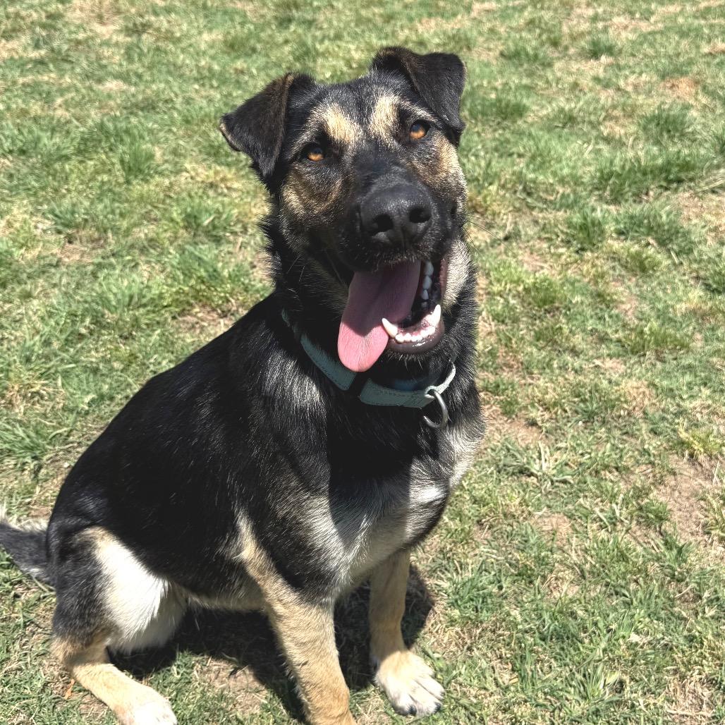 Zoey, a Adoptable mixed breed in Fresno, CA image 1/6