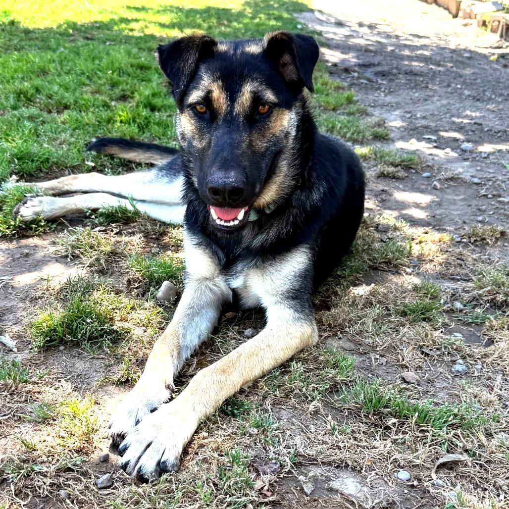 Zoey, a Adoptable mixed breed in Fresno, CA image 2/6