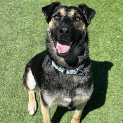 Zoey, a Adoptable mixed breed in Fresno, CA image 3/6