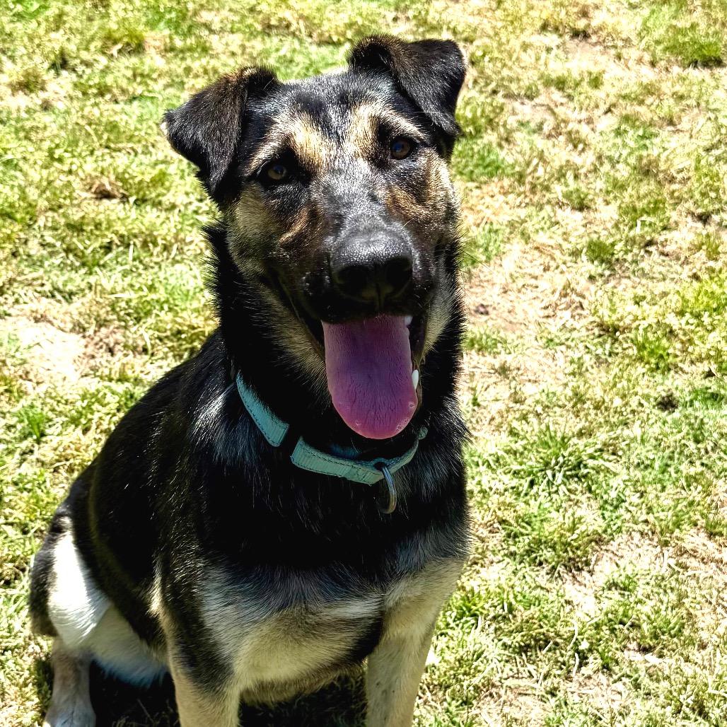 Zoey, a Adoptable mixed breed in Fresno, CA image 4/6