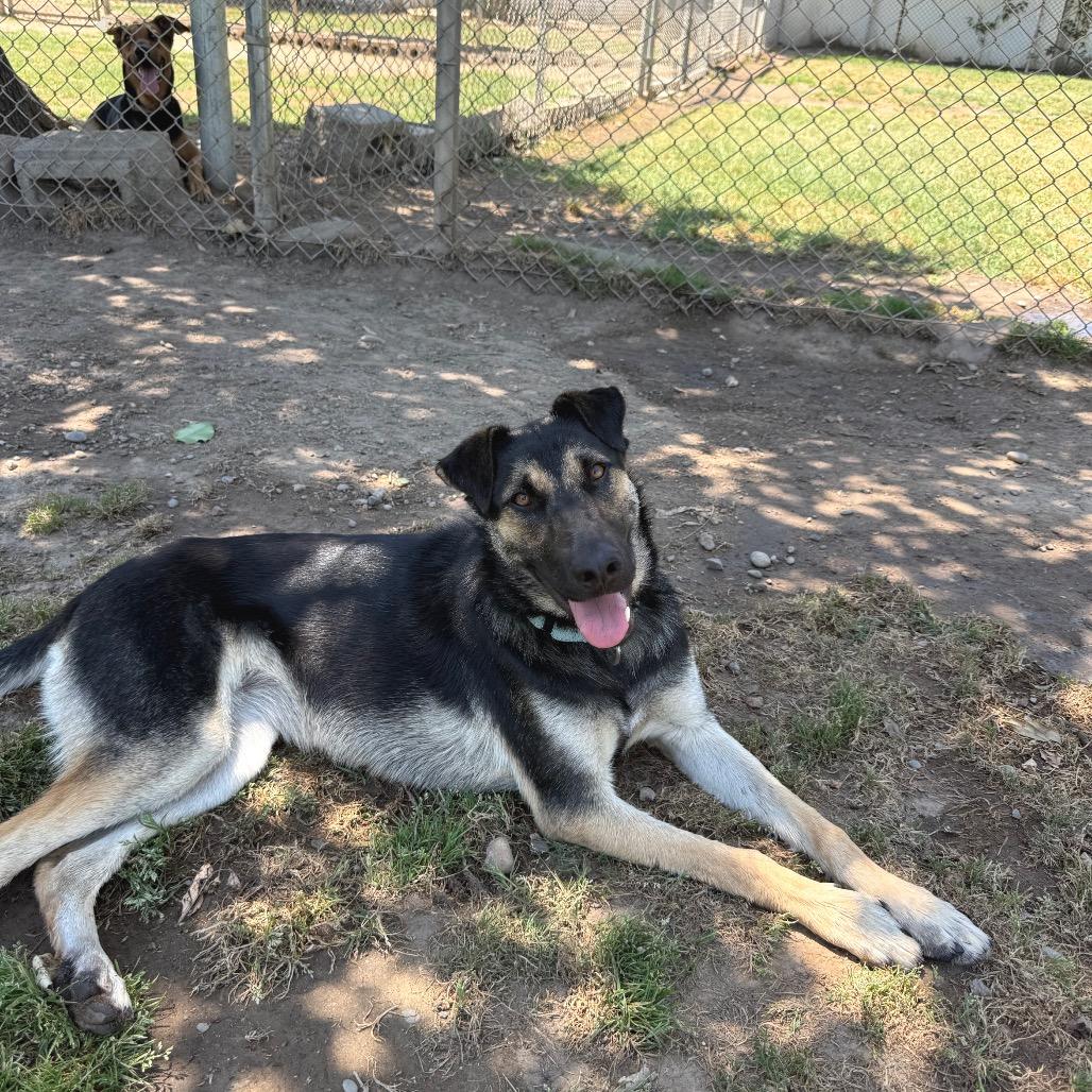Zoey, a Adoptable mixed breed in Fresno, CA image 5/6