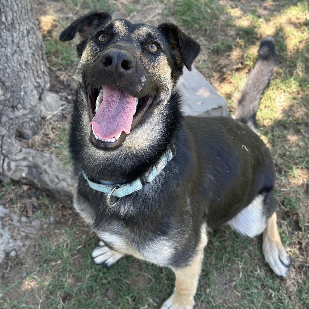 Zoey, a Adoptable mixed breed in Fresno, CA image 6/6
