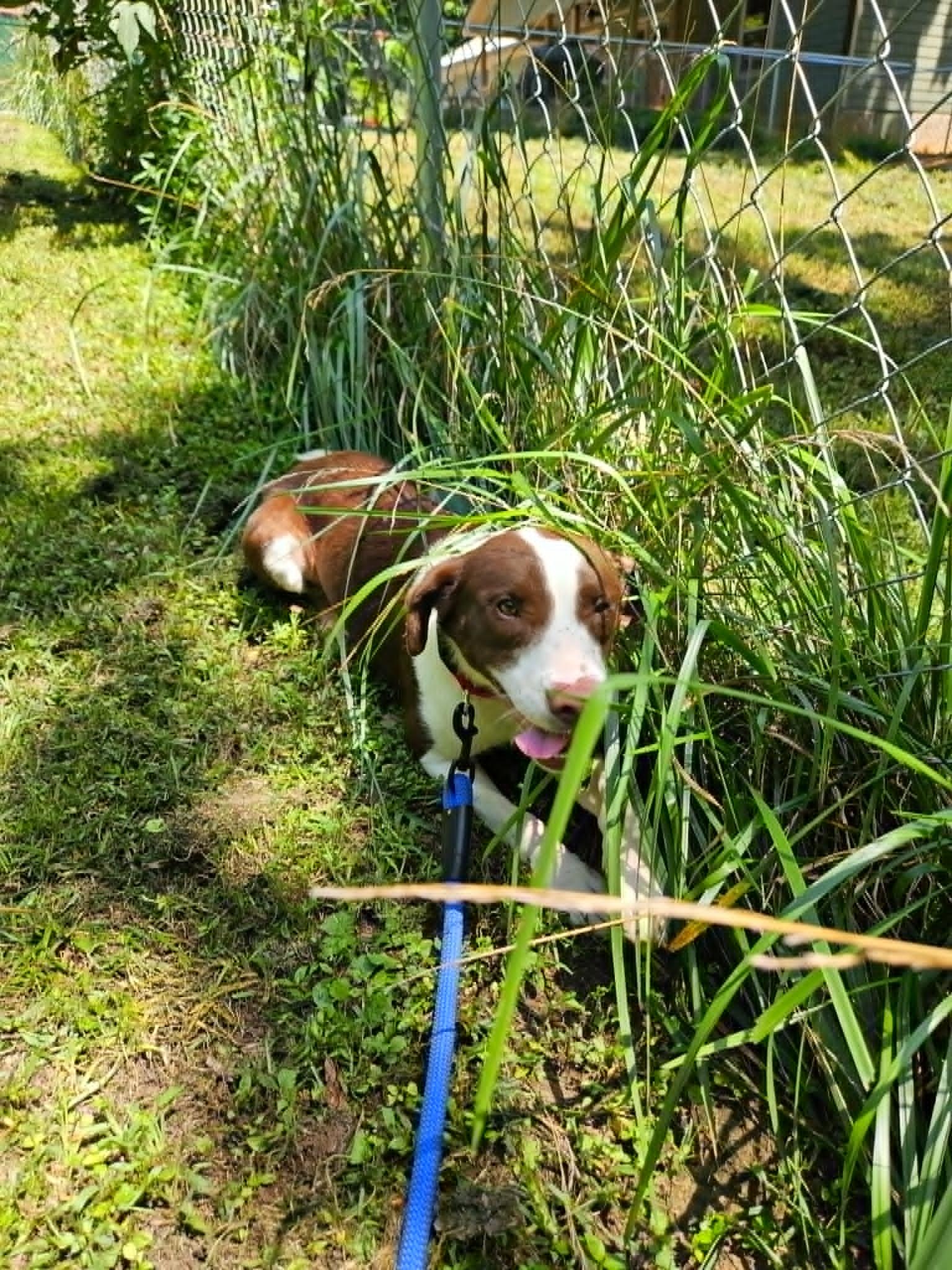 Charles, a ADOPTABLE mixed breed in Hilham, TN image 3/3