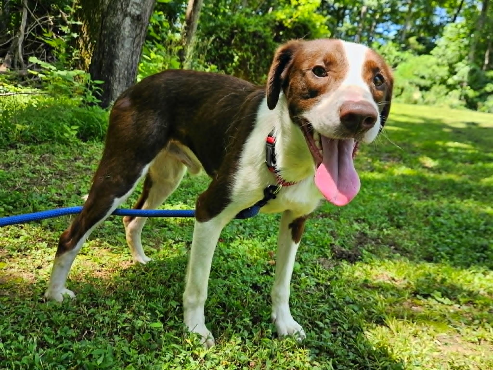Charles, ADOPTABLE, Young Male Border Collie.