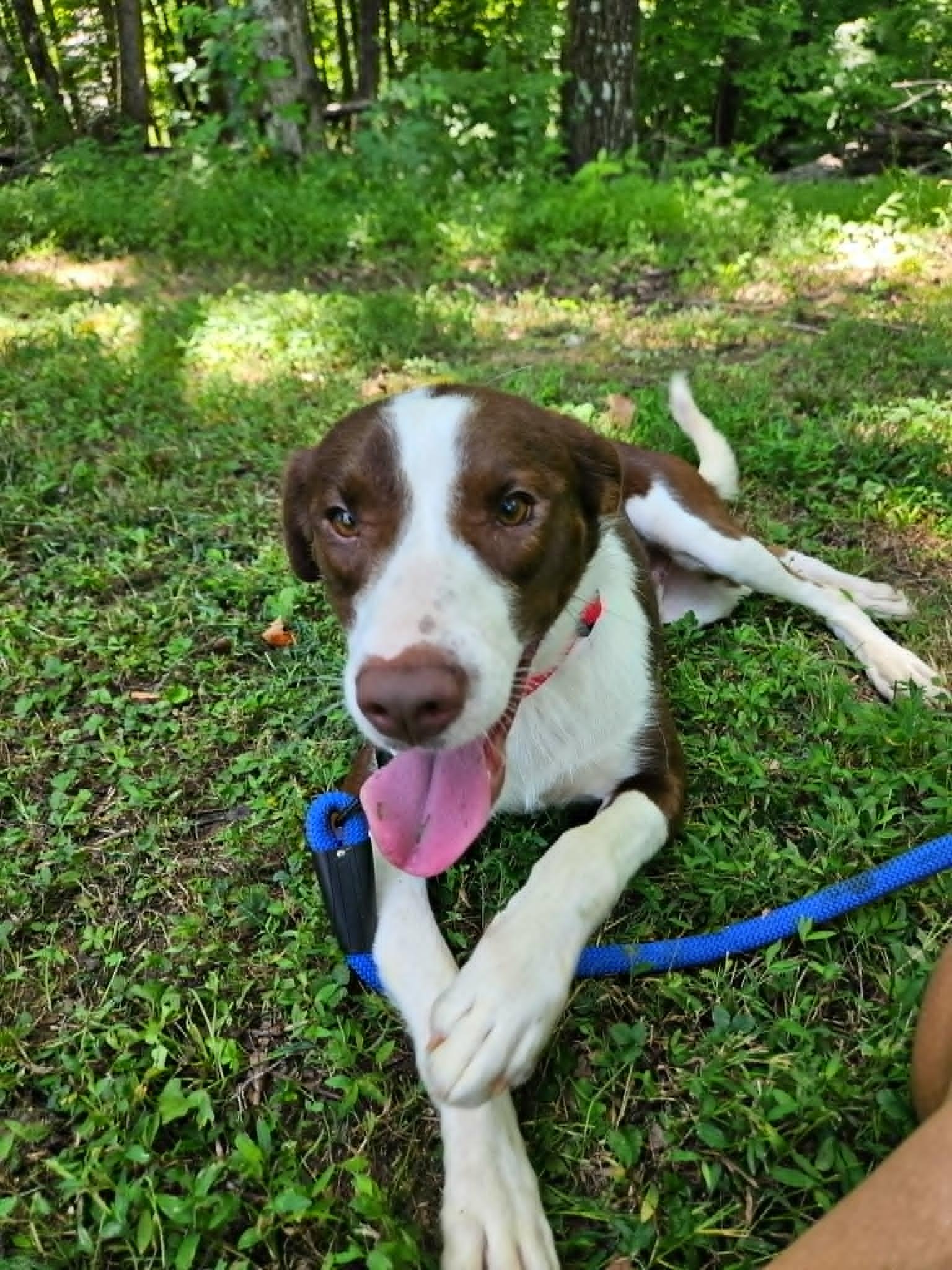 Charles, a ADOPTABLE mixed breed in Hilham, TN image 2/3