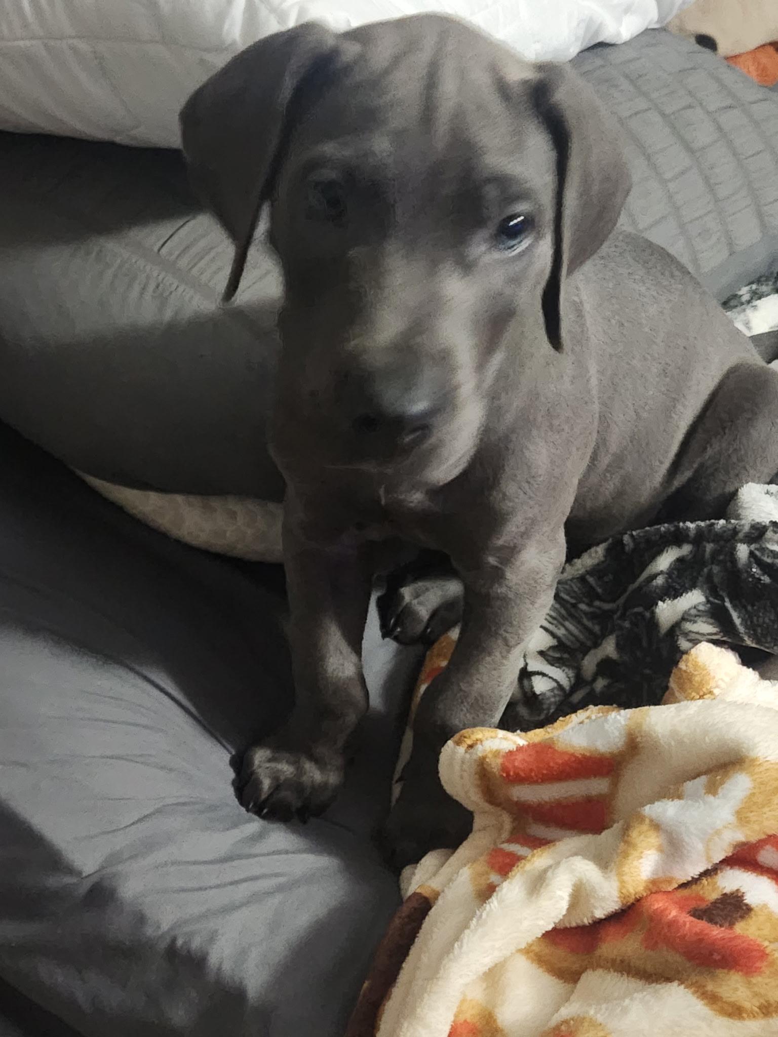 Blu, Adoptable, Puppy Male Great Dane.