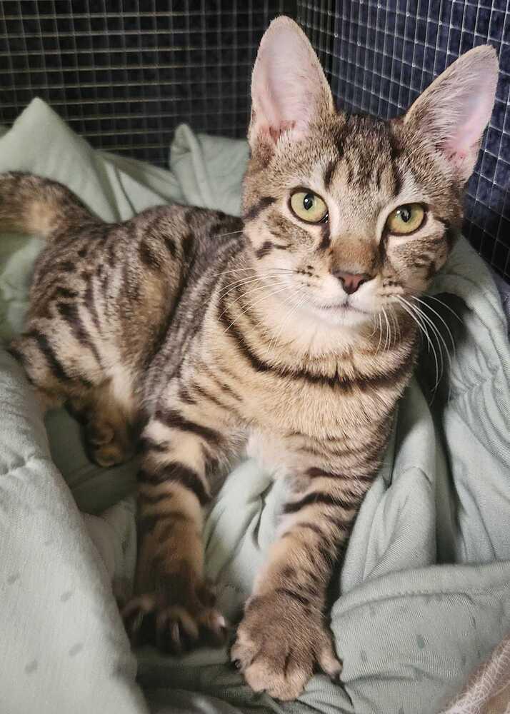 Shimmer, Adoptable, Kitten Female Domestic Short Hair.