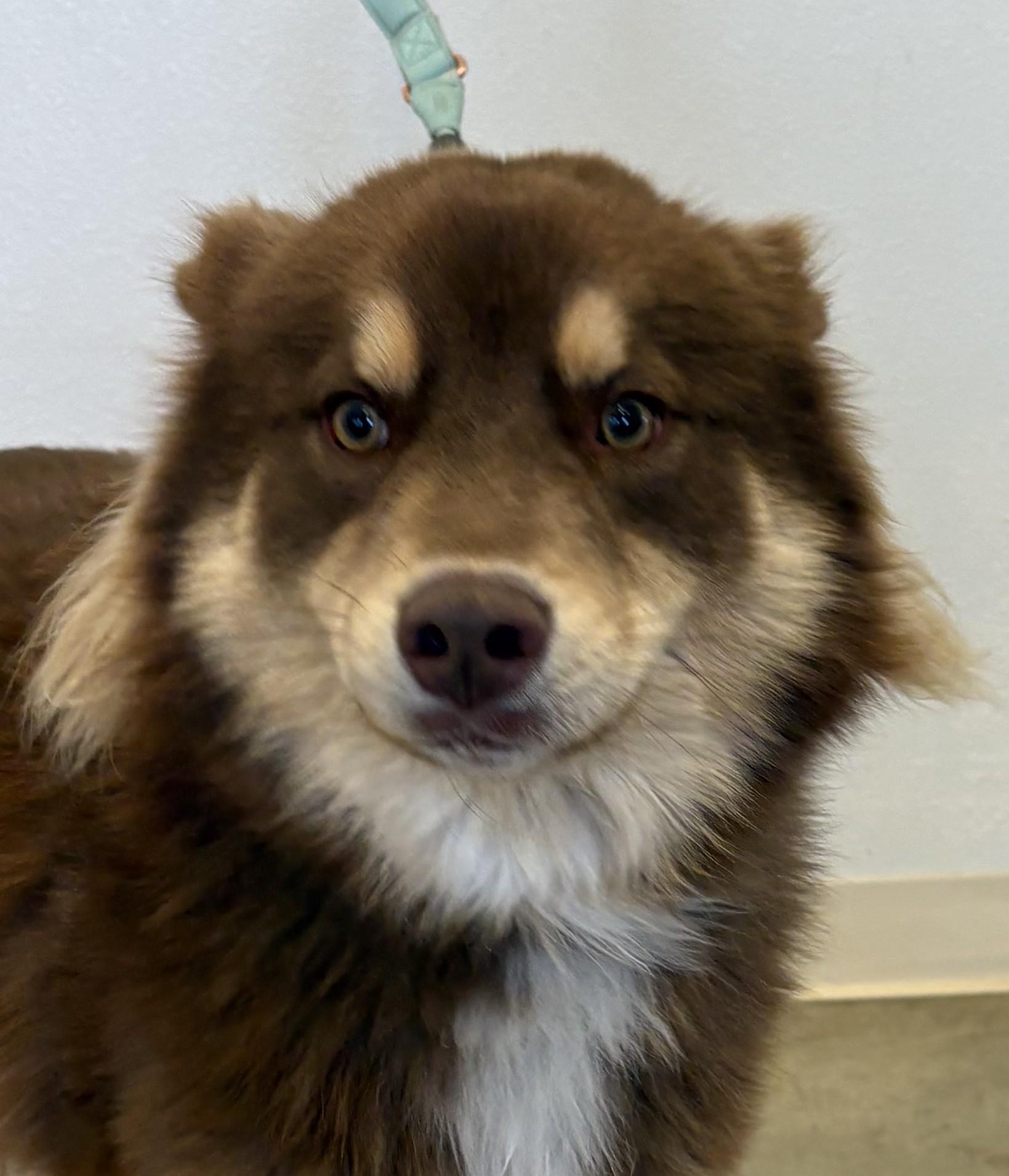 Copper, ADOPTABLE, Young Male Australian Shepherd & Husky.