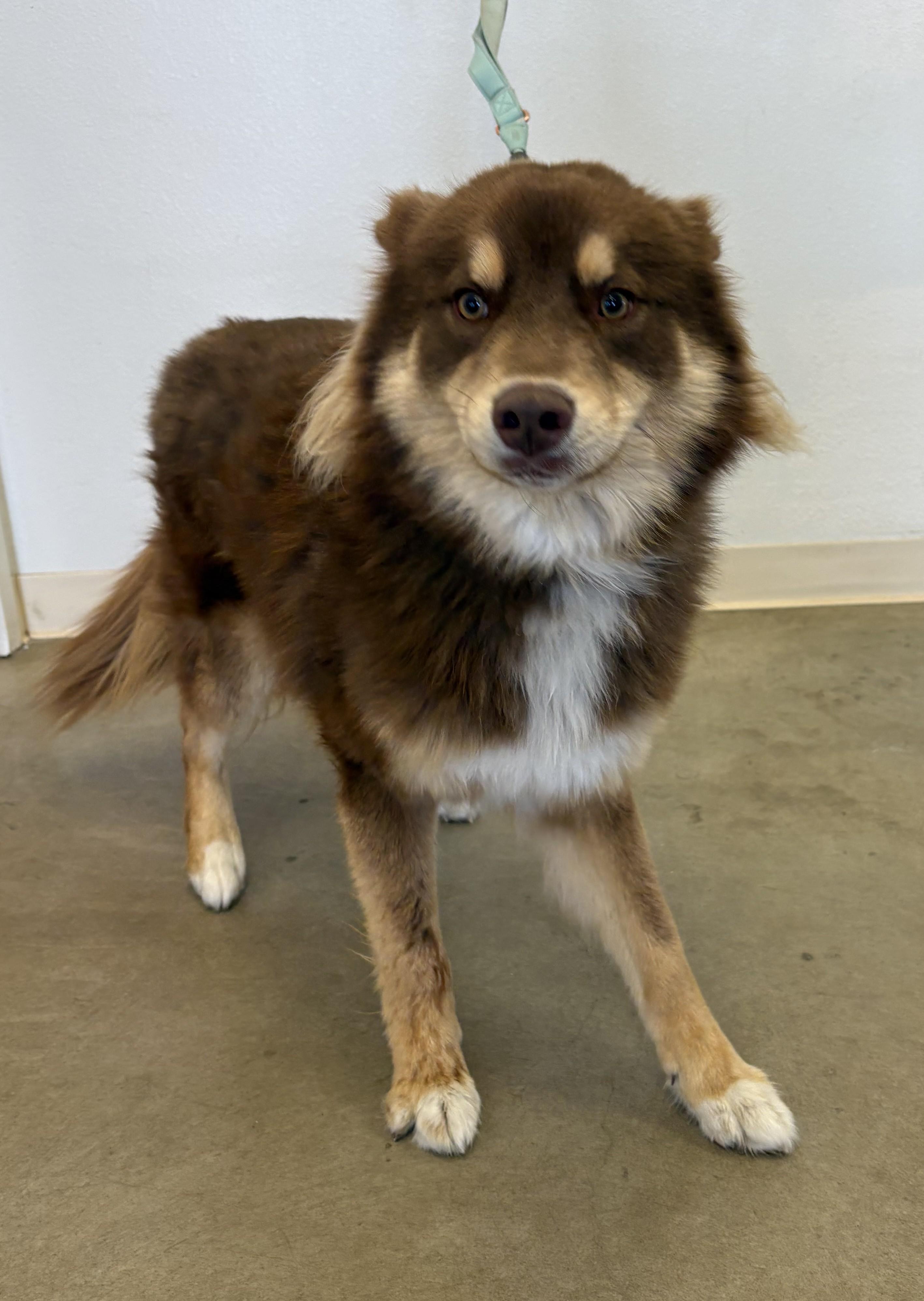 Enlarge Copper, a ADOPTABLE mixed breed in Greeley, CO image 2/3