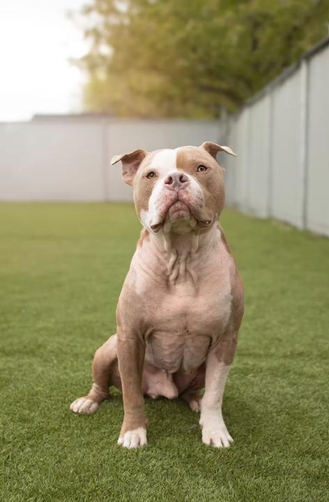 Magic, an adoptable Pit Bull Terrier in Eagle, ID, 83616 | Photo Image 3