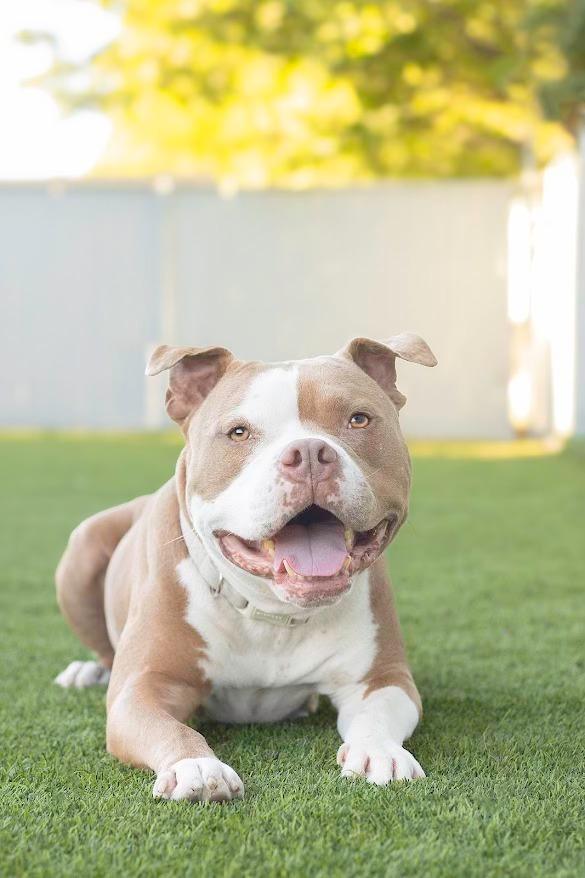Magic, an adoptable Pit Bull Terrier in Eagle, ID, 83616 | Photo Image 1