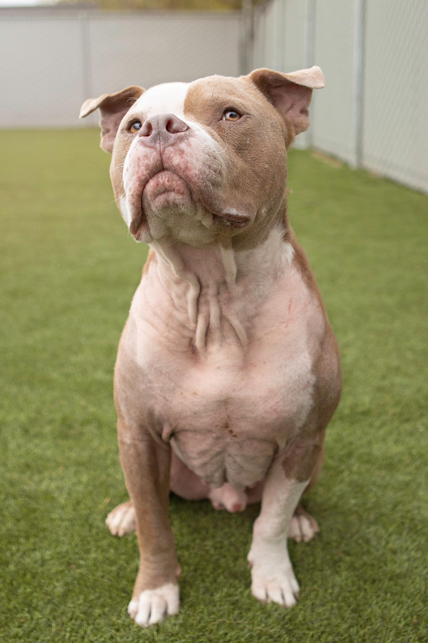 Magic, an adoptable Pit Bull Terrier in Eagle, ID, 83616 | Photo Image 4