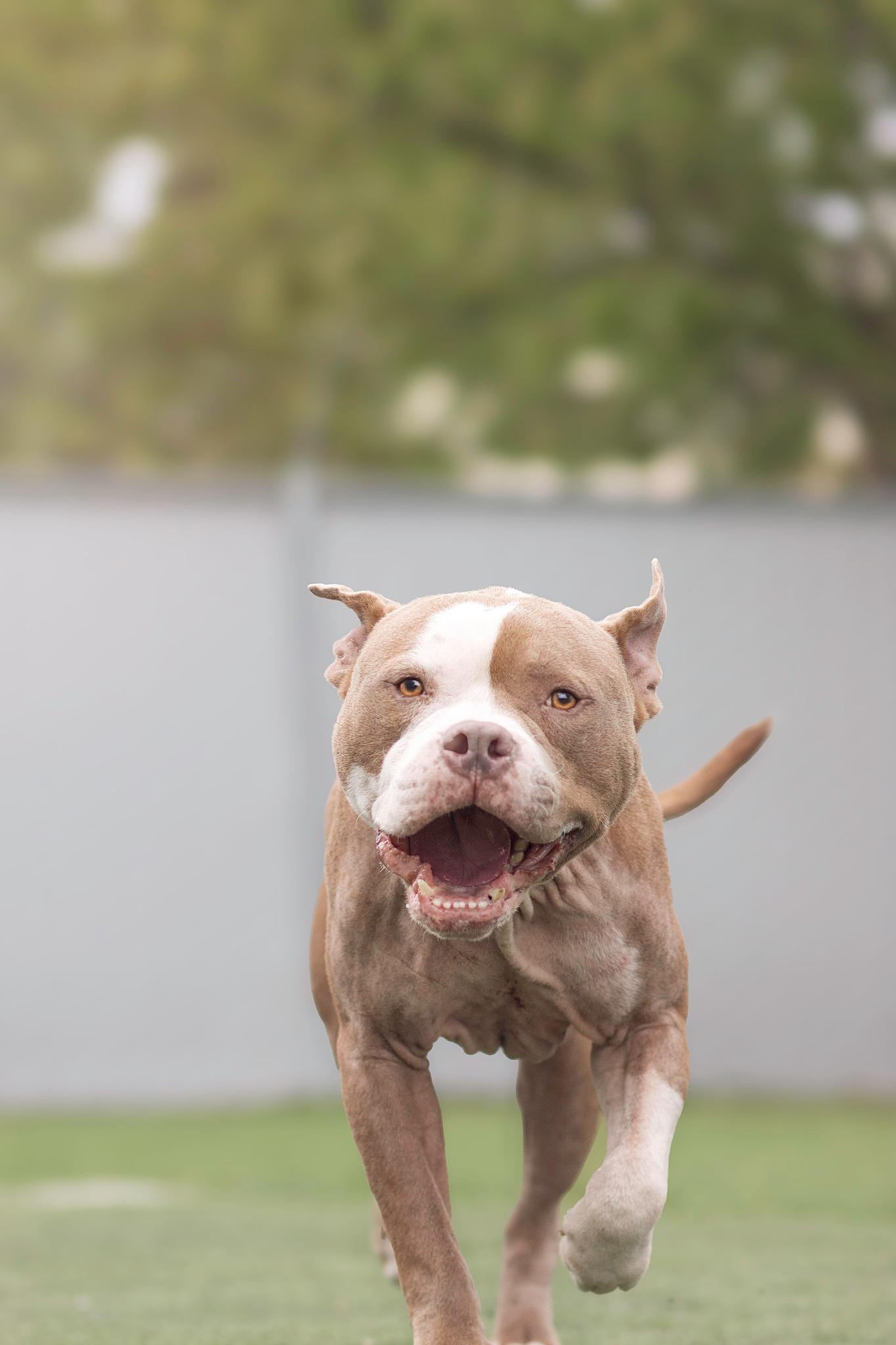 Magic, an adoptable Pit Bull Terrier in Eagle, ID, 83616 | Photo Image 5