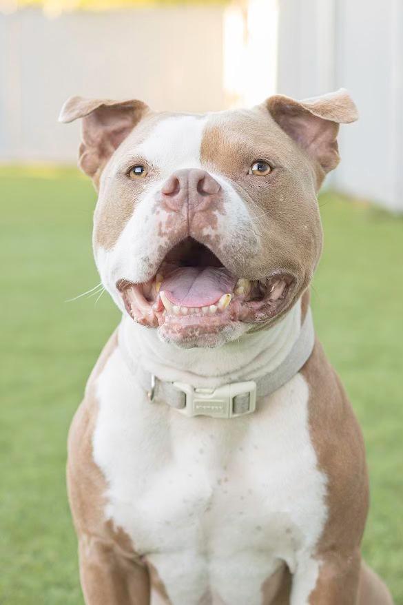 Magic, an adoptable Pit Bull Terrier in Eagle, ID, 83616 | Photo Image 2