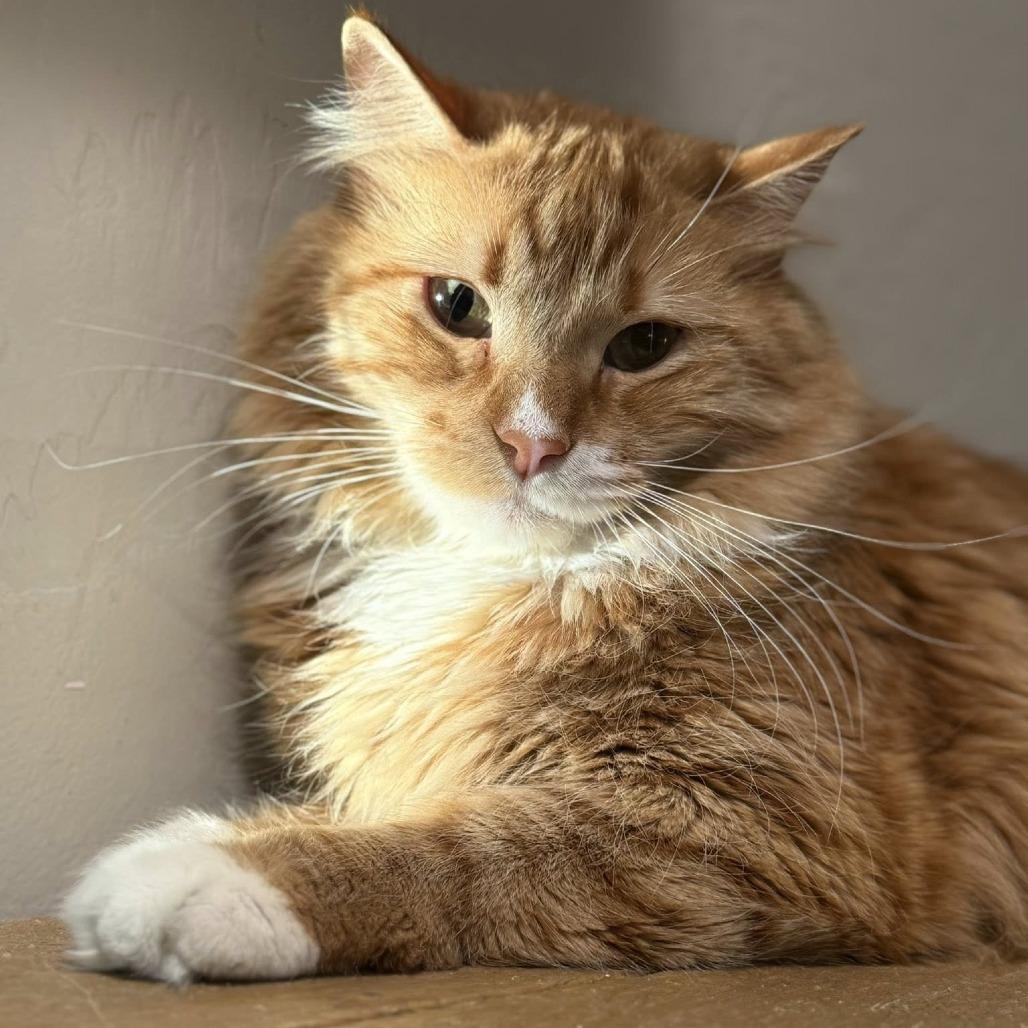 FireDrake — thumbnail 2