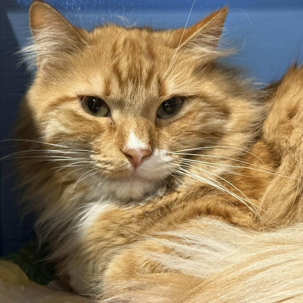 FireDrake — thumbnail 3