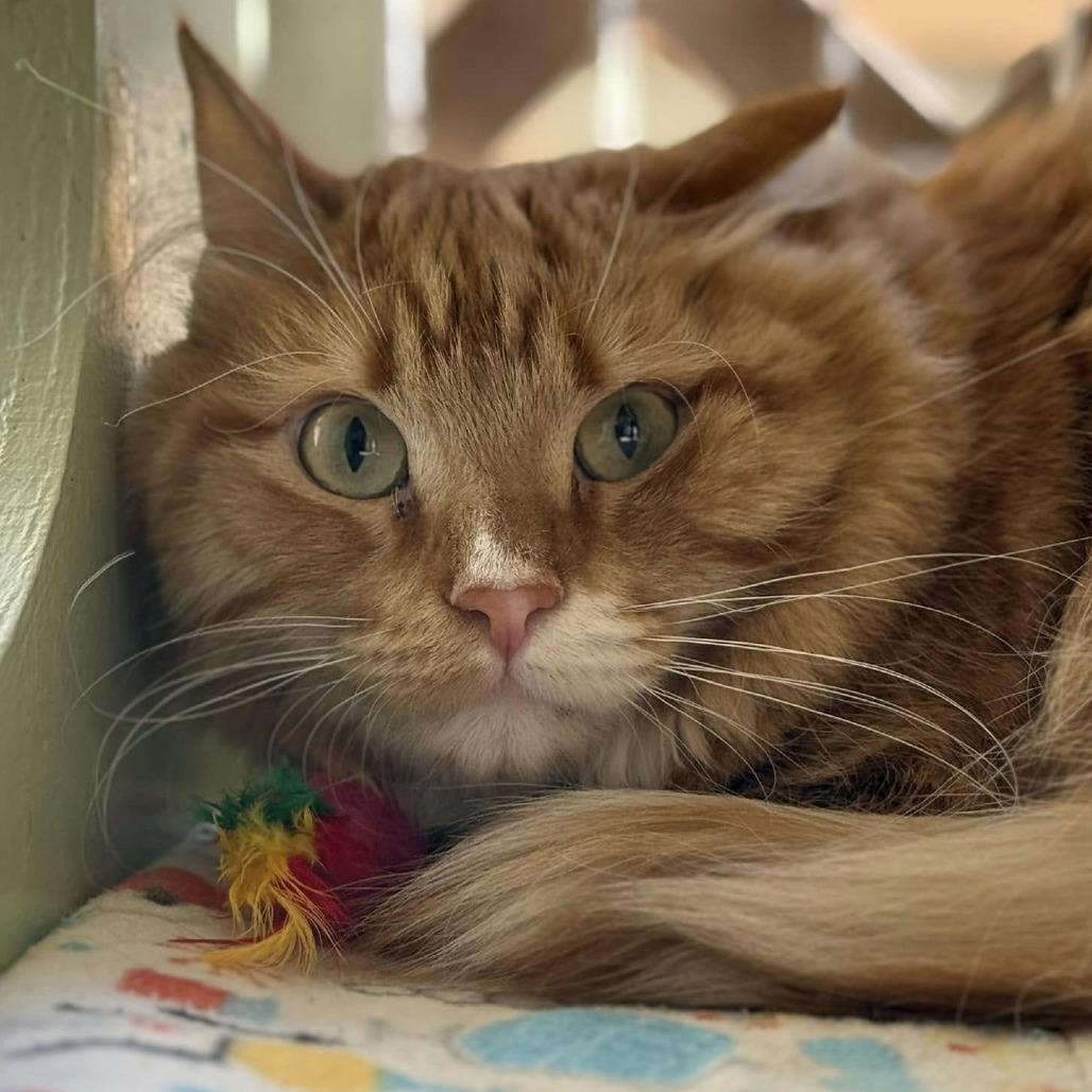 FireDrake — thumbnail 4