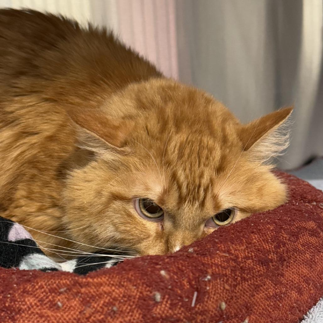 FireDrake — thumbnail 6