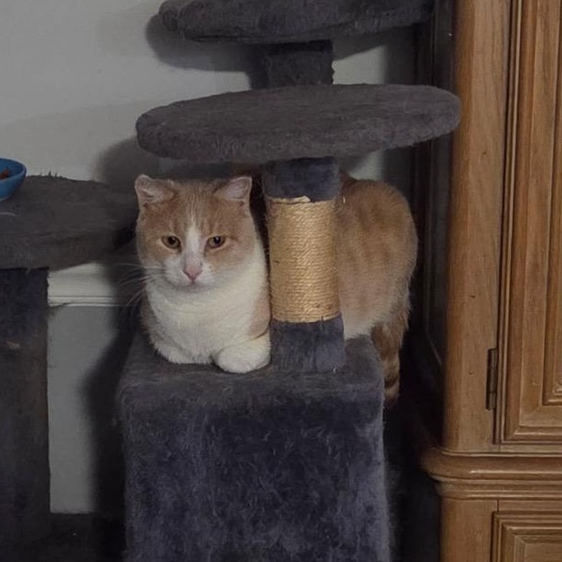 Carrot Cake, Adoptable, Adult Male Domestic Short Hair.