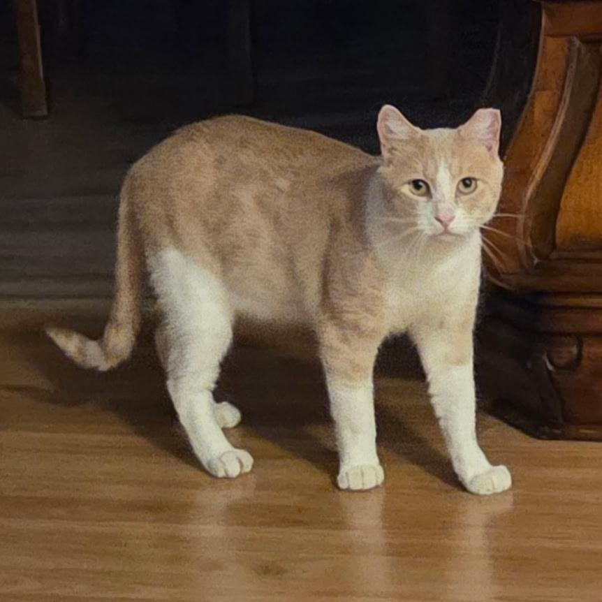 Carrot Cake, Adoptable, Adult Male Domestic Short Hair.