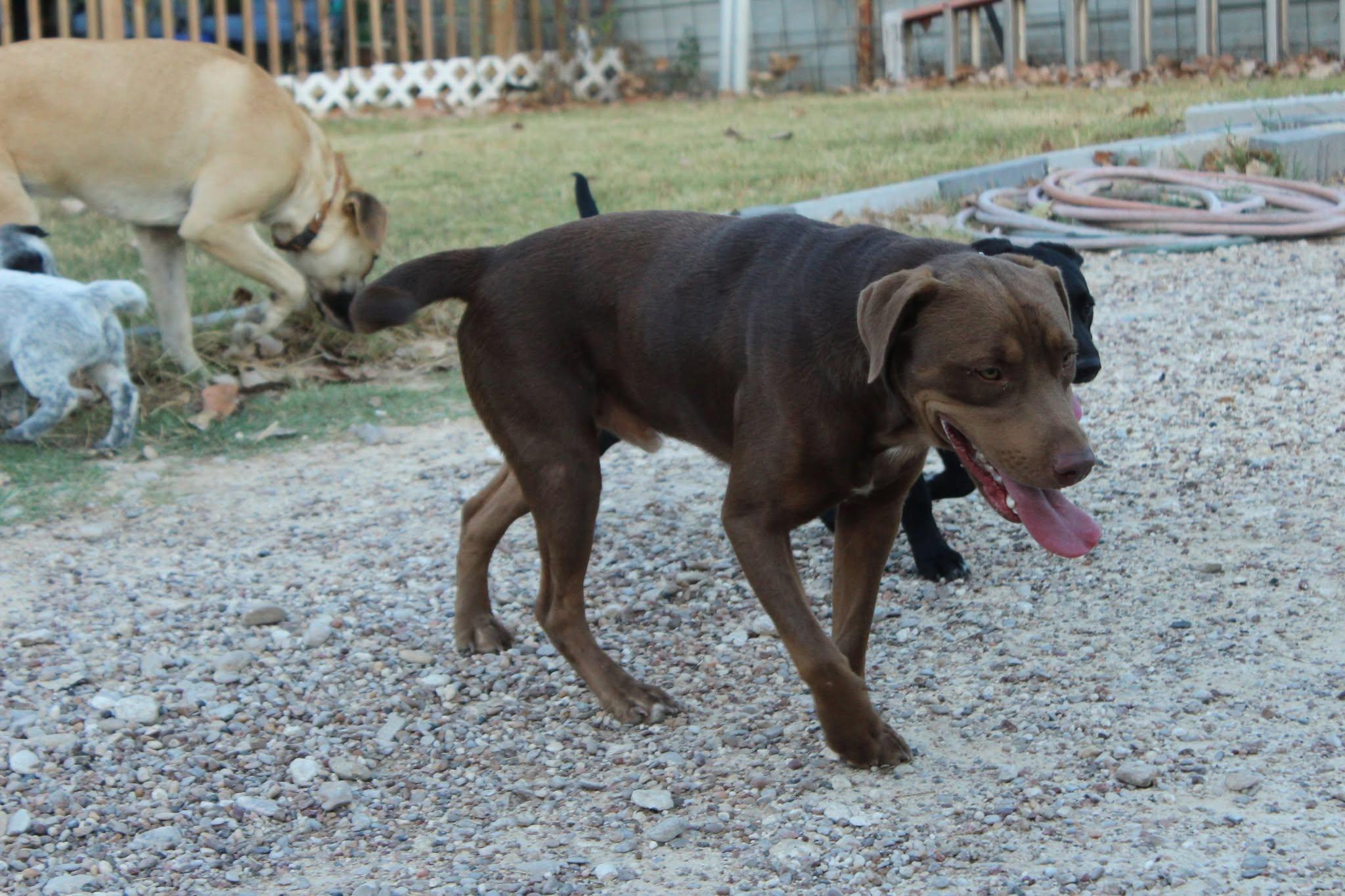 Enlarge Winifred, a Adoptable mixed breed in Boston, MA image 4/5