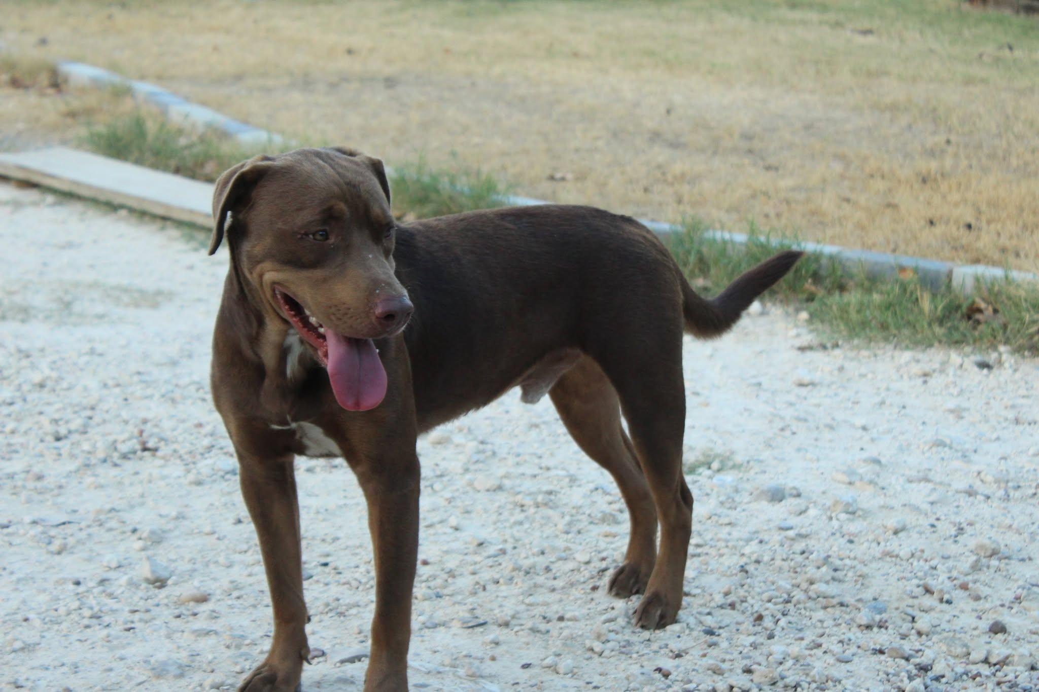 Winifred, Adoptable, Young Male Labrador Retriever & Rottweiler.
