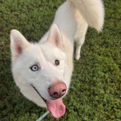Enlarge Lynx, an adoptable mixed breed in Dubuque, IA image 1/1