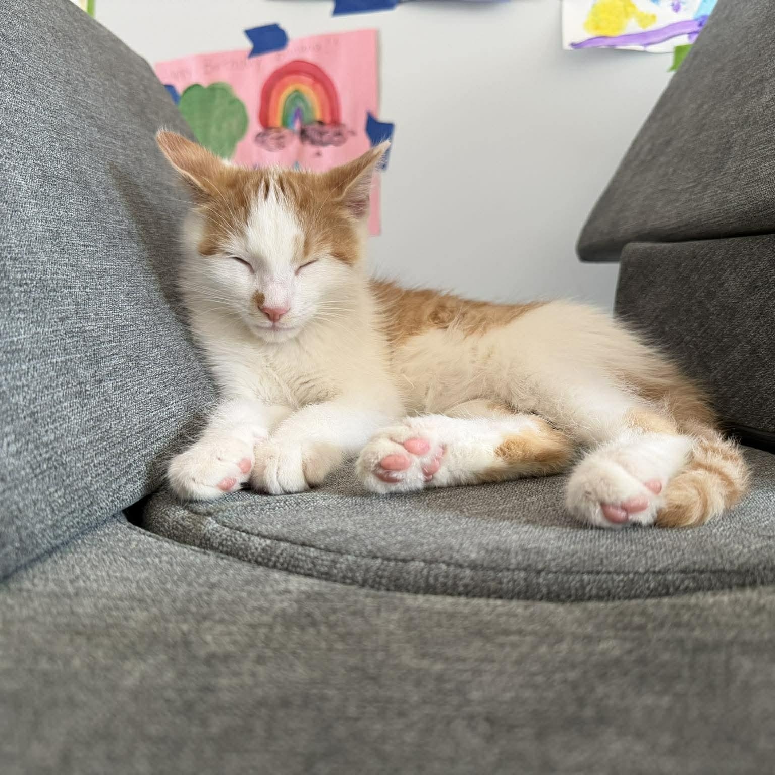 Enlarge Funfetti, a ADOPTABLE Domestic Medium Hair in Plainfield, IL image 5/5