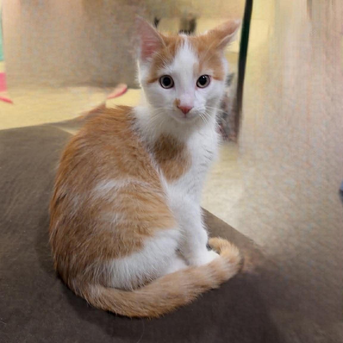 Enlarge Funfetti, a ADOPTABLE Domestic Medium Hair in Plainfield, IL image 2/5