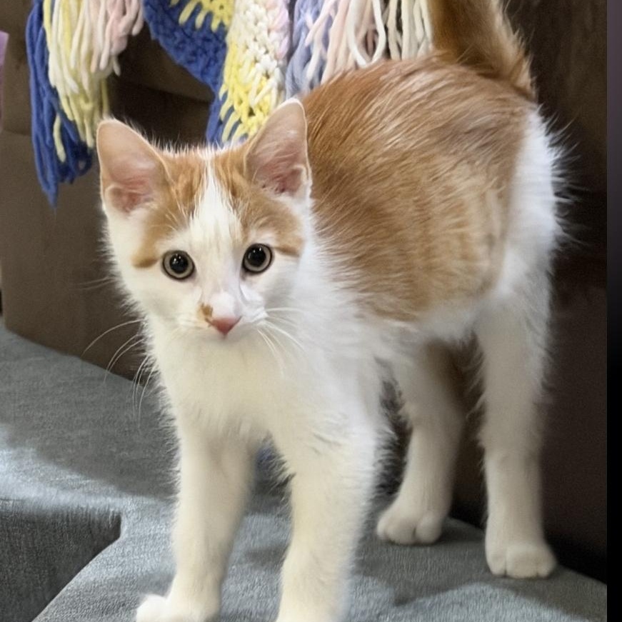 Enlarge Funfetti, a ADOPTABLE Domestic Medium Hair in Plainfield, IL image 1/5