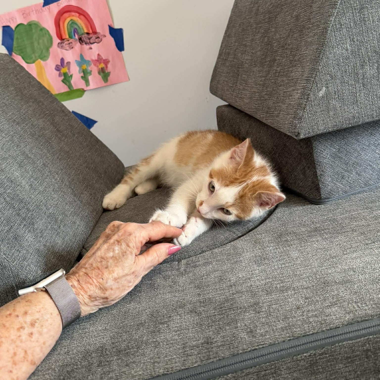 Enlarge Funfetti, a ADOPTABLE Domestic Medium Hair in Plainfield, IL image 4/5