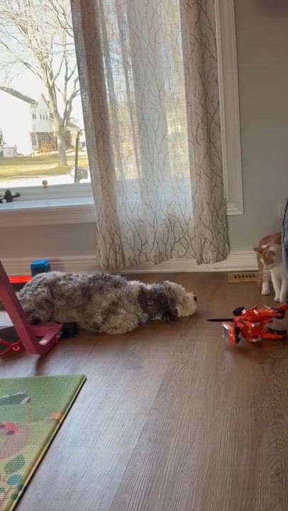 Enlarge Funfetti, a ADOPTABLE Domestic Medium Hair in Plainfield, IL video 3/5