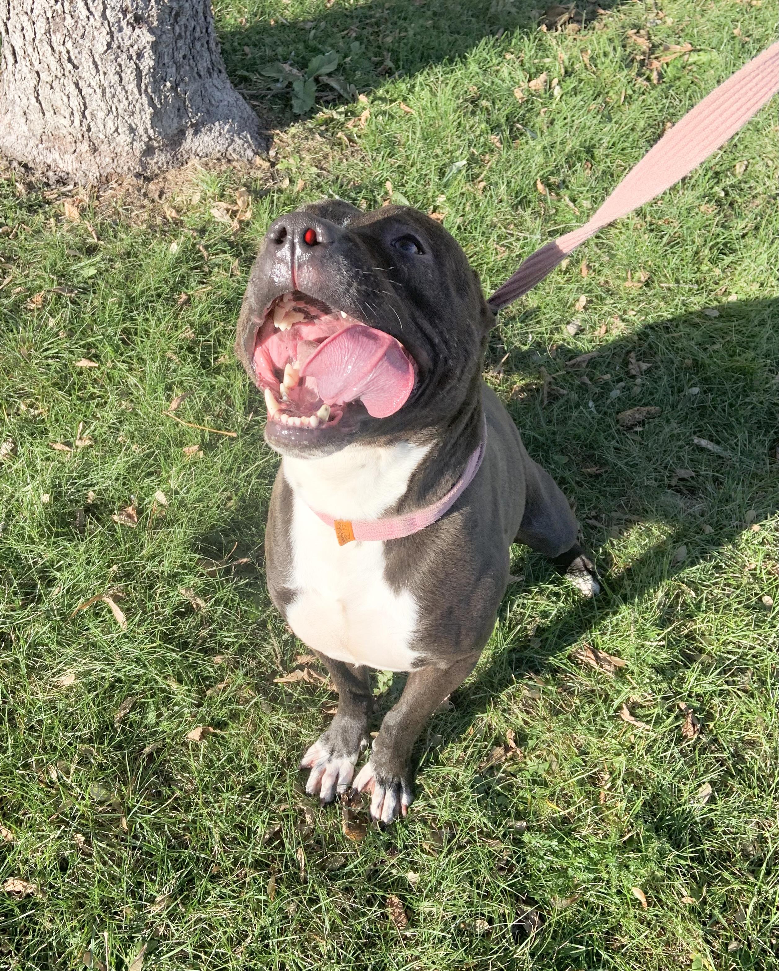 Buddy, Adoptable, Adult Male Pit Bull Terrier.