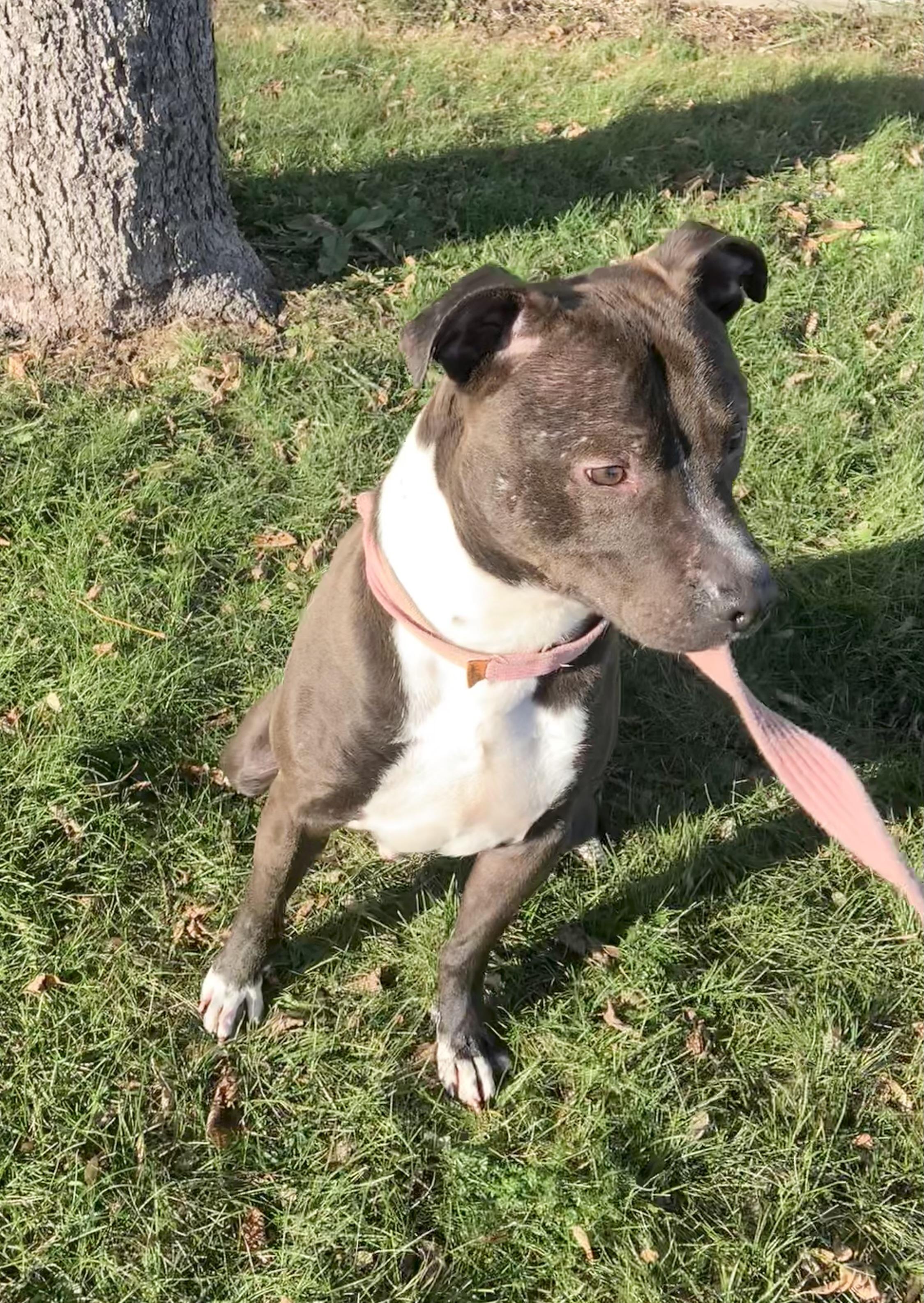 Buddy, a Adoptable mixed breed in Massena, NY image 2/3