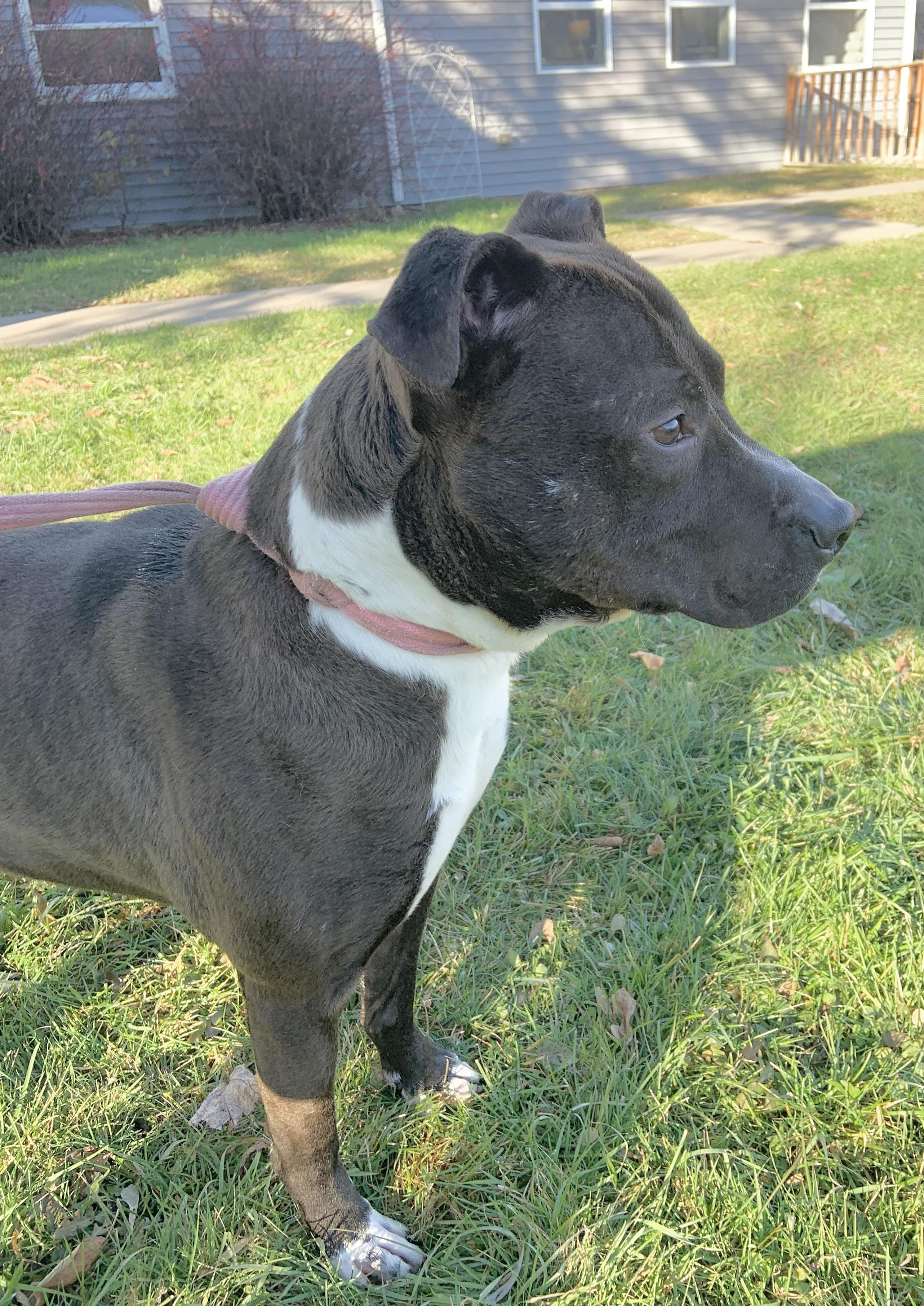 Buddy, a Adoptable mixed breed in Massena, NY image 3/3