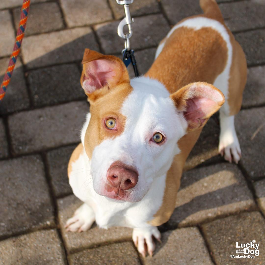 Enlarge Peaches, a Adopted mixed breed in Washington, DC image 1/3