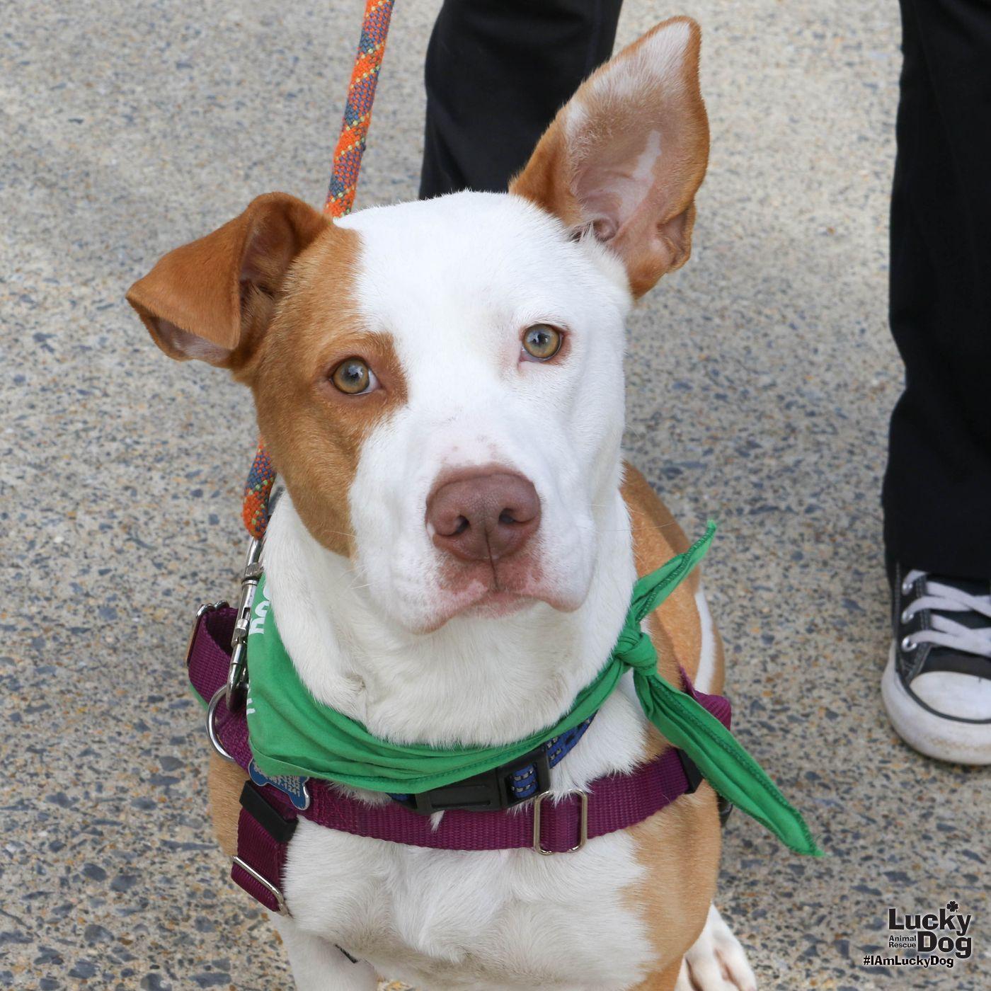 Enlarge Peaches, a Adopted mixed breed in Washington, DC image 2/3