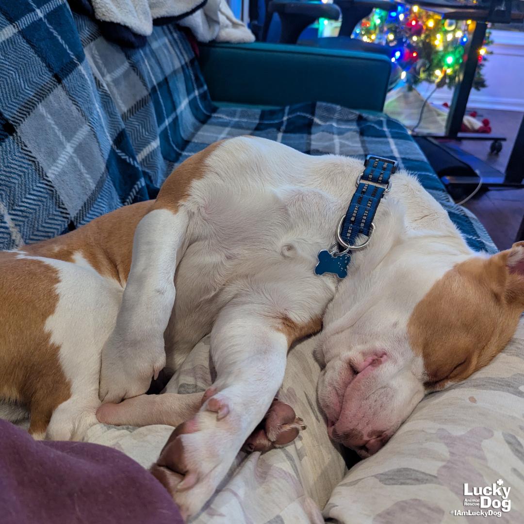 Enlarge Peaches, a Adopted mixed breed in Washington, DC image 3/3