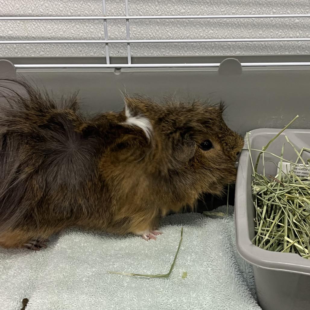 Fudge, Adoptable, Adult Male Peruvian & Guinea Pig.