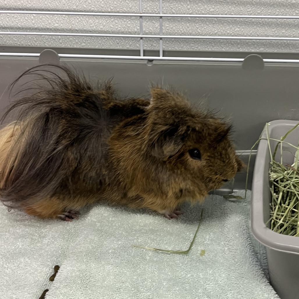Fudge, a Adoptable mixed breed in Clearwater, FL image 2/3