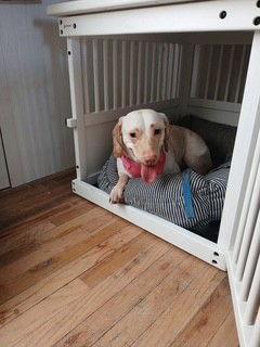 DRUT UTAH LADY, Adoptable, Young Female Dachshund & Labrador Retriever.